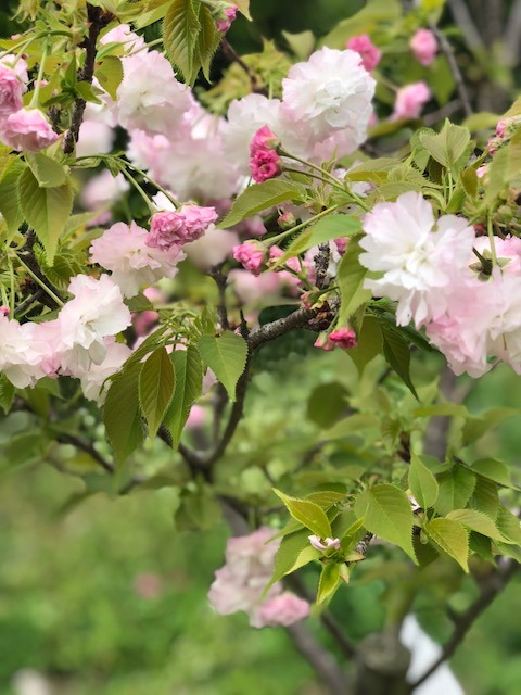 松月桜 ギャラリー山帰来 久留米市草野町のカフェ ギャラリー